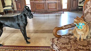 Great Dane Shows Off Her Fancy Footwork To The Cat