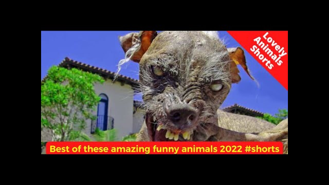 Best of these amazing funny animals 2022 #shorts