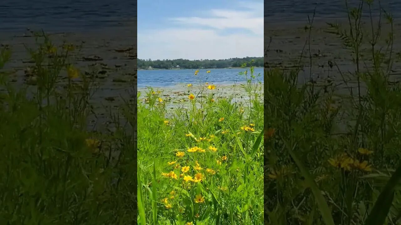 Shallow Lake, but the flowers! #shorts