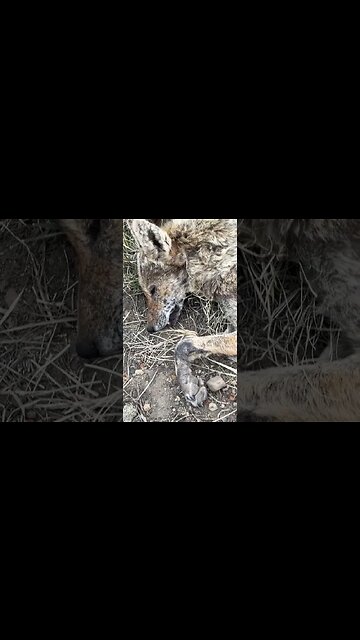 Field Ethos Coyote #shorts