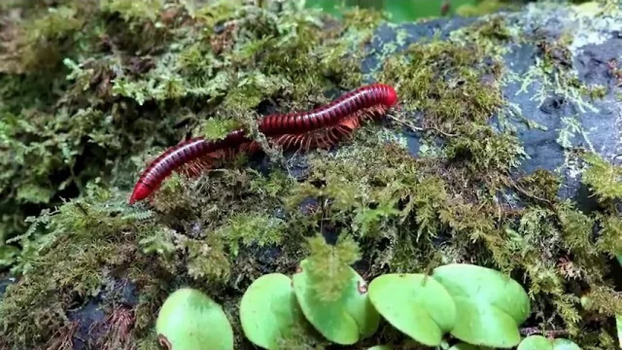 Borneo ~ Death ~ Blow ~ ~ Full ~ Documentary