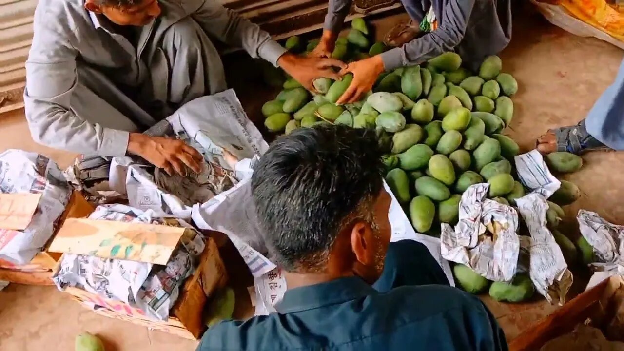 mango ki packing ho rahi hai 🥭