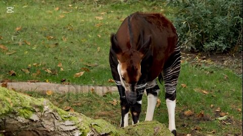 curiosidades sobre los okapi