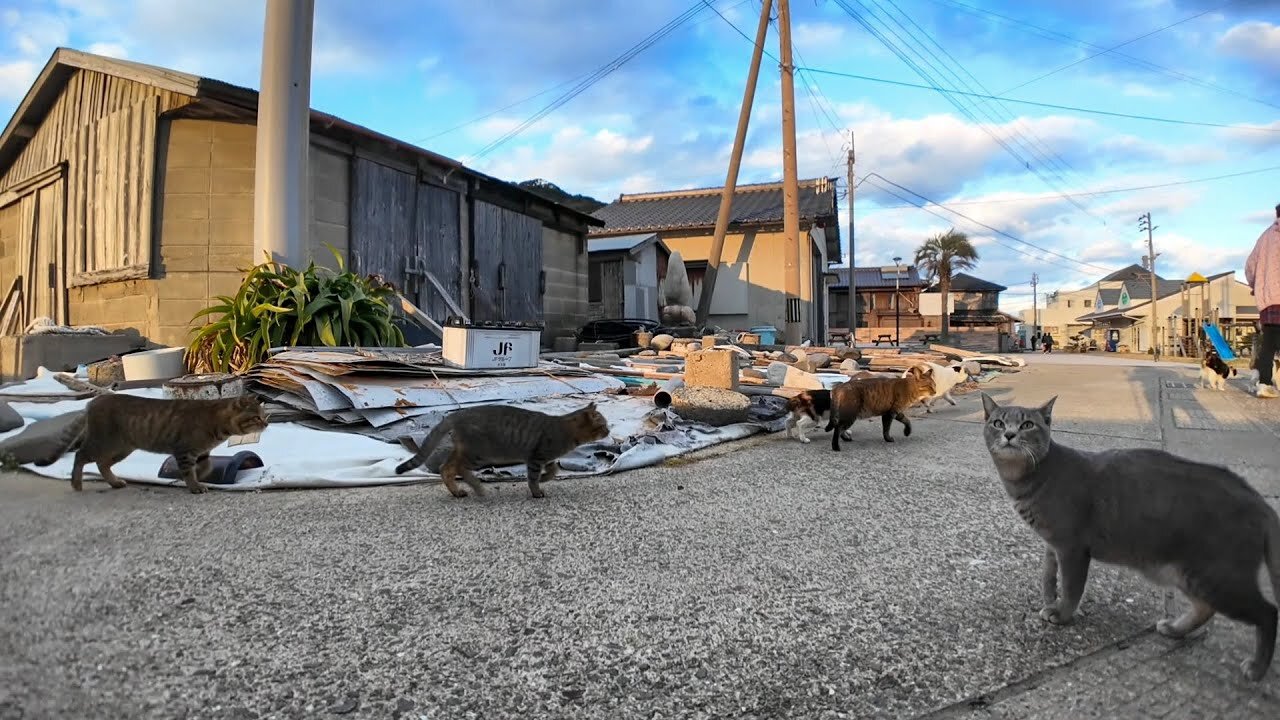 In the evening, I noticed the cats were acting a bit restless, and it turned out to be dinner time.