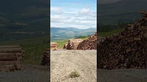 Timber logs Killiechonate Forest Scotland
