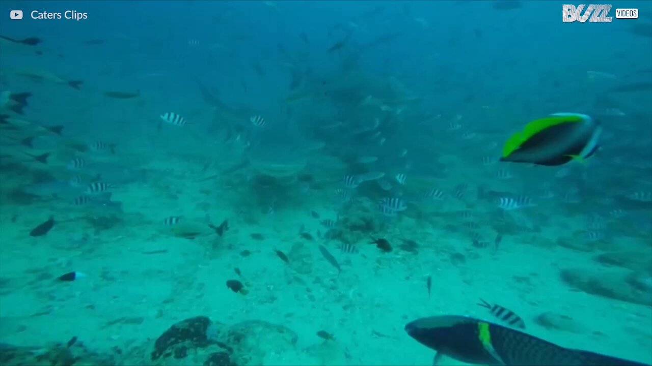 Le requin, le plus grand prédateur des mers