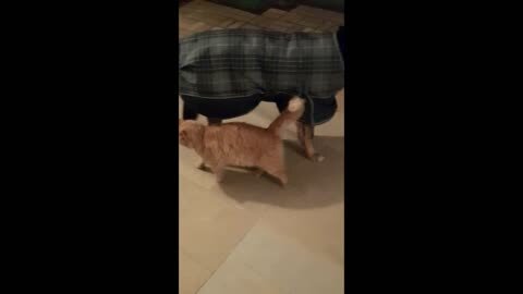 My Dog Banjo loves this stray cat.