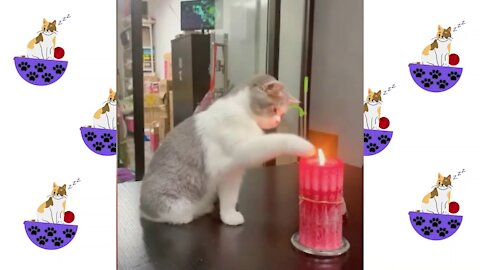 Best Funny Videos Cats 2021 So Cute Cats baby 2021