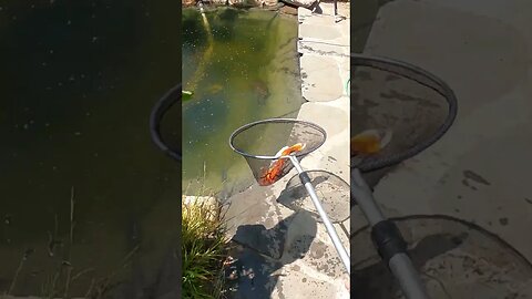 Beautiful koi fish #koipond #aquaponics