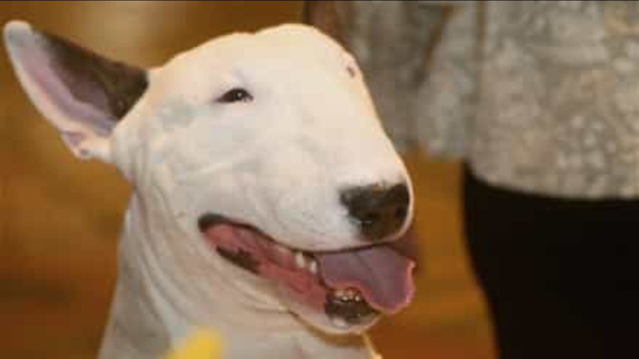 Cão gira como um pião quando está feliz