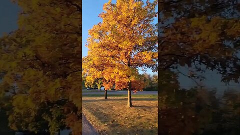 Fall Hickory Nut Trees