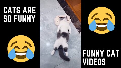 Funny Cat Videos - Cute And Funny Cat Videos To Keep You Smiling! hehehe