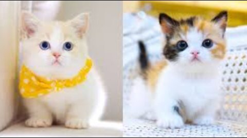 Baby cats ( funny video's )