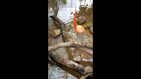 Flamingo at Phipps