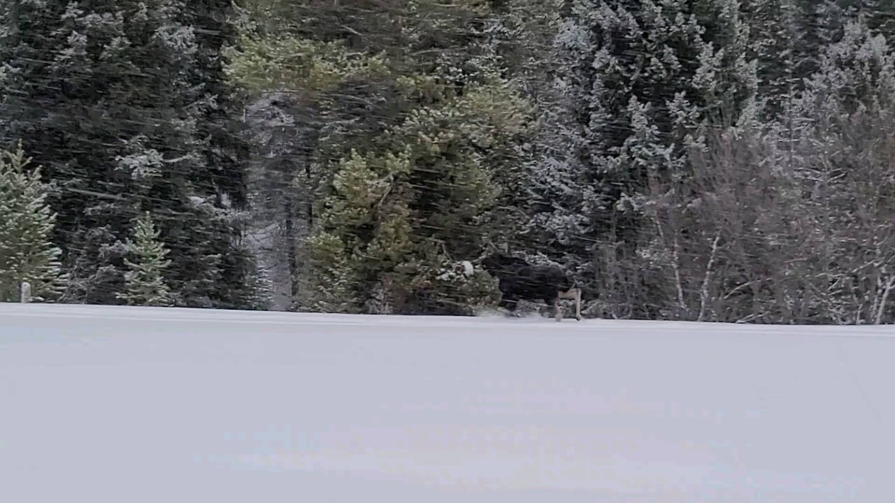 Moose sighting jackson hole