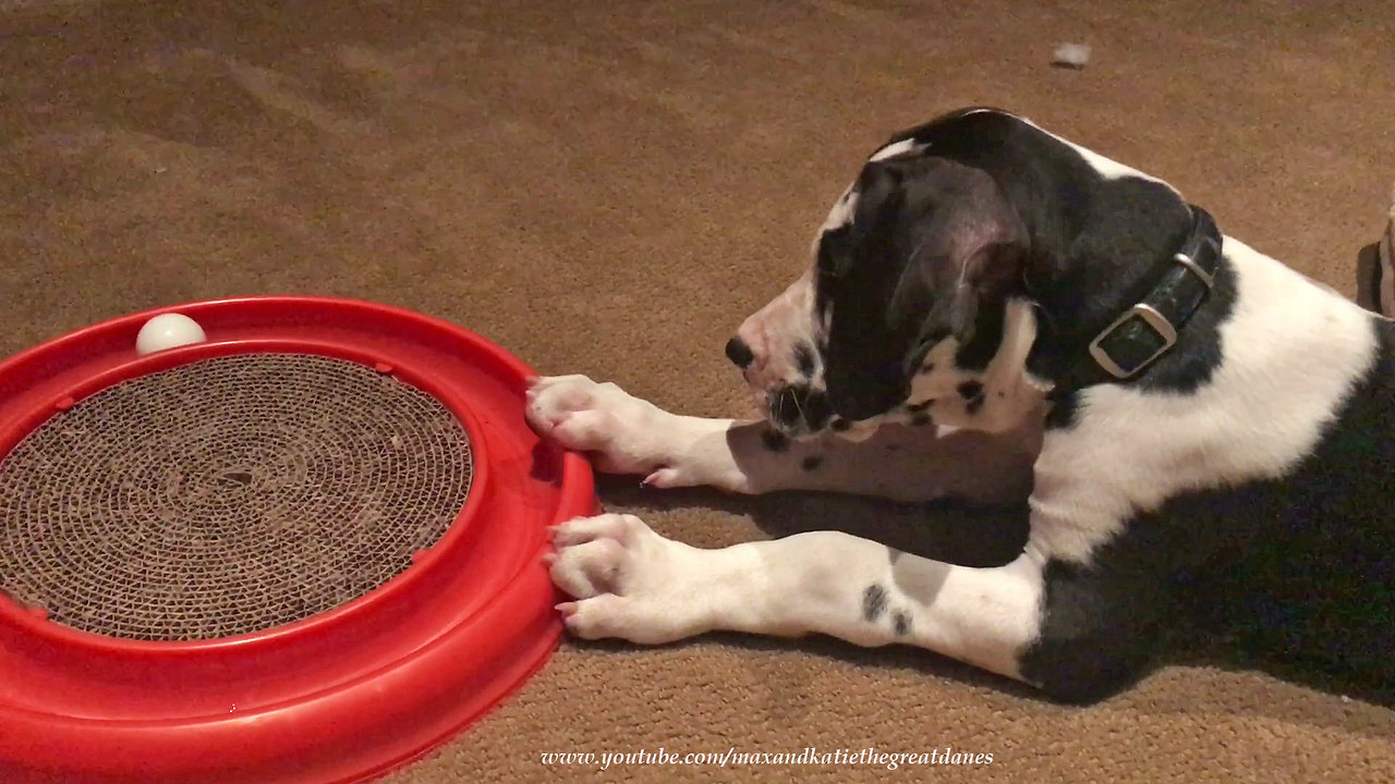 Confused puppy loves playing with cat toy