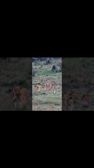 Lots Of Lion Cubs #shorts | #ShortsAfrica | #Septdailyshorts