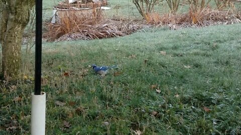 Feeding Blue Jays