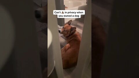 Dog won’t give privacy in toilet #cutedogs #husky #dogs #funnydogs #funnydogs #morningroutine