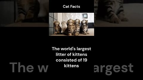 Cat Facts #shorts #youtubeshorts #cat #facts #Humor