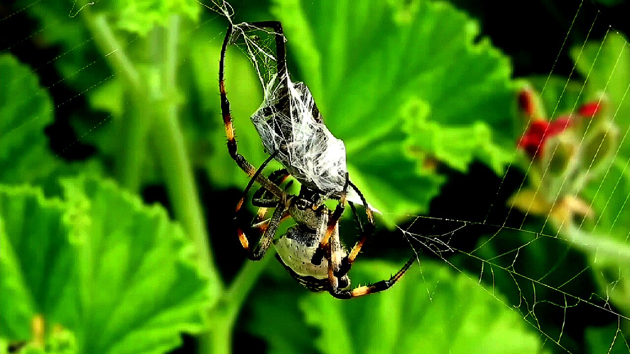 Latrodectus Geometricus Spider