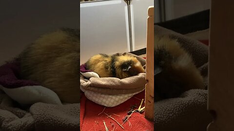 Guinea pig Tibby fast asleep