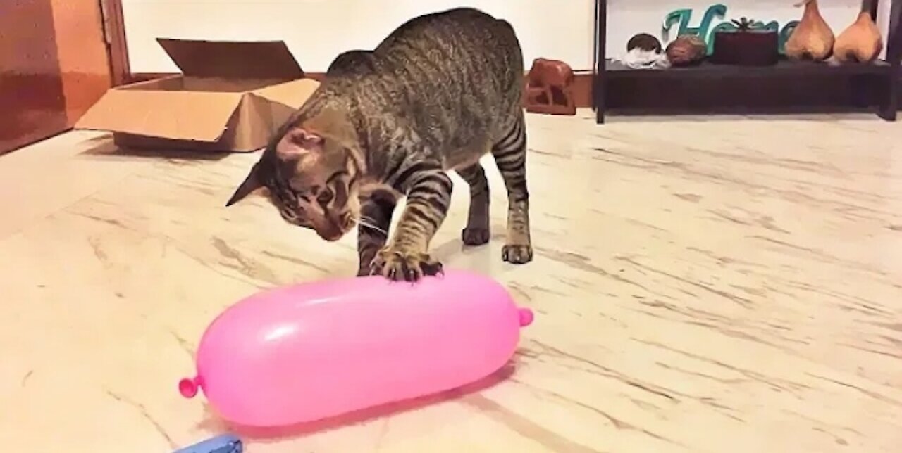 Cat Reaction to Playing Balloon - Funny Cat Balloon Reaction Compilation