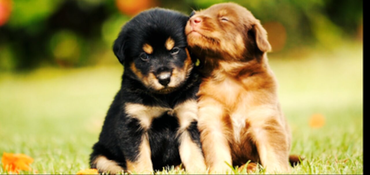 My puppies decided to play the other puppy decided to play the piano and the other puppy decided