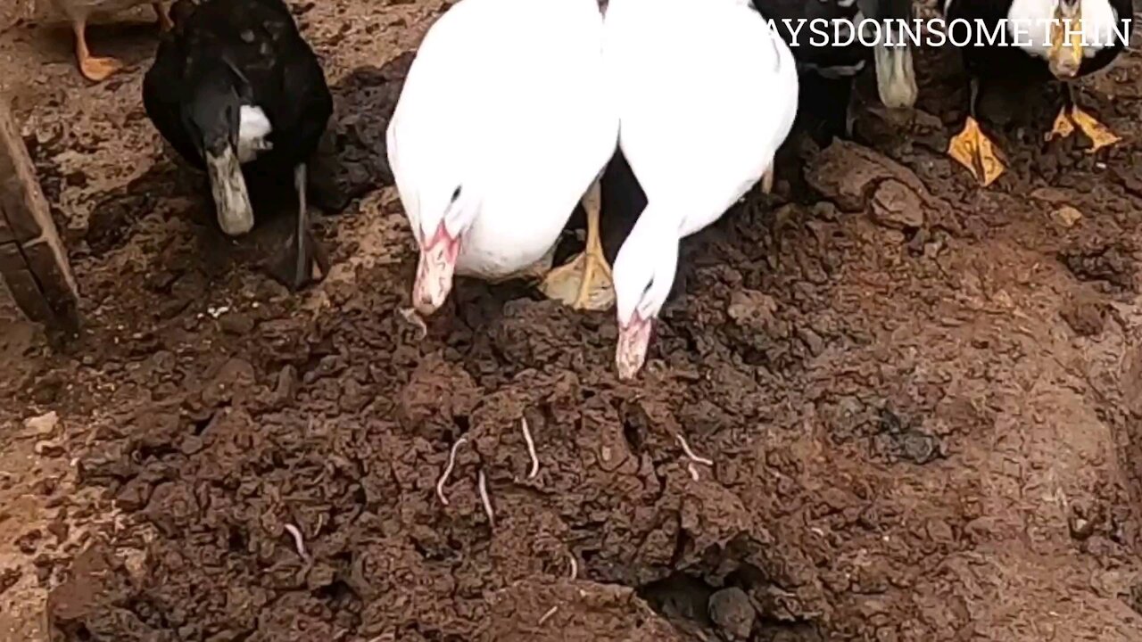 Replacing Pond in Duck Den