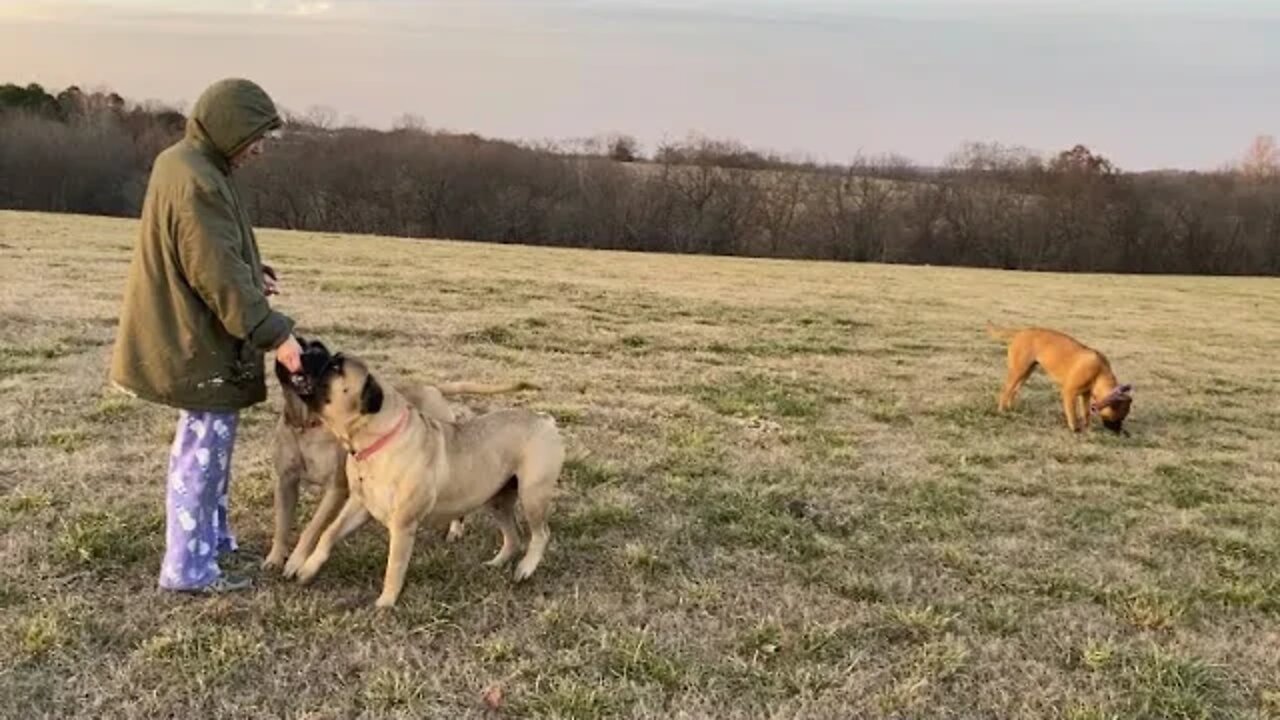 LonelyCreeks Bullmastiffs - Out for a Walk - Green Biscuit’s and Gravy