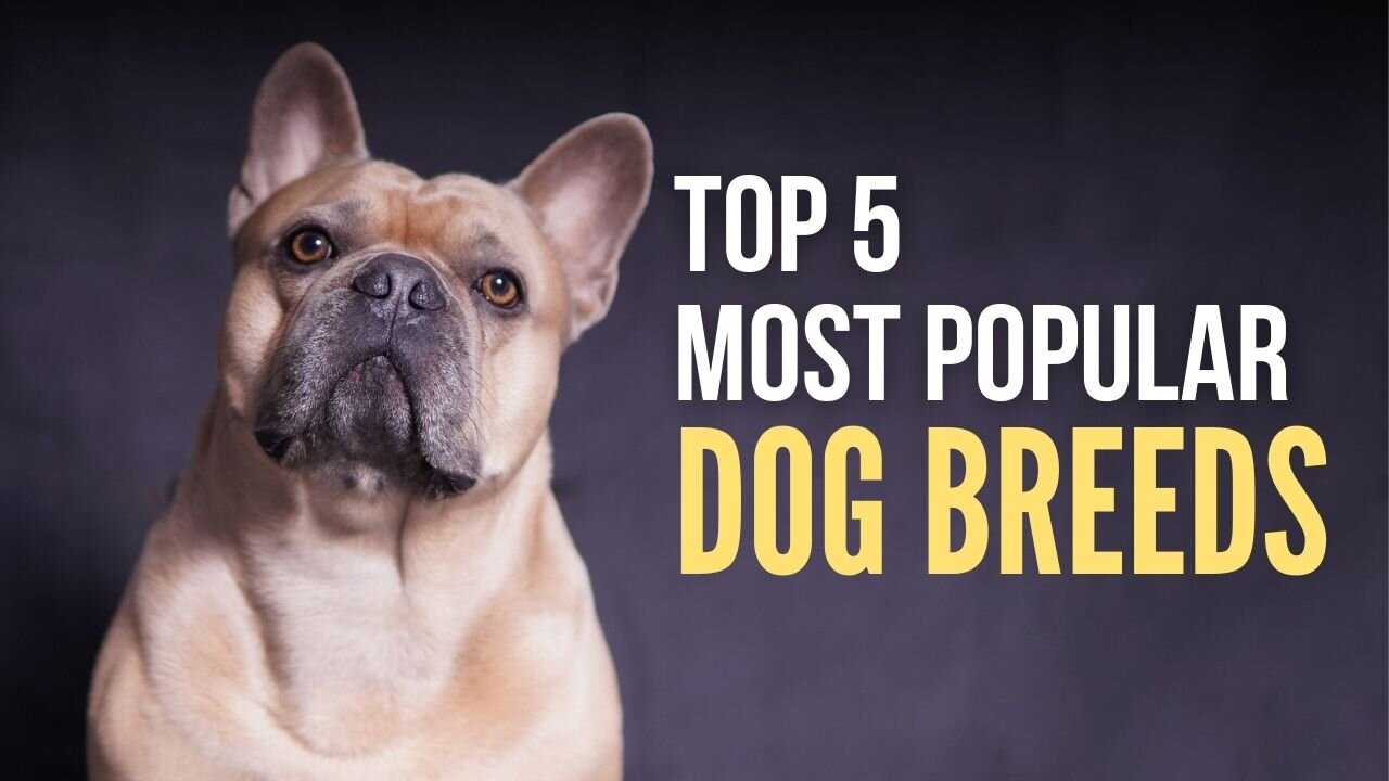 Top 5 most popular dog breeds