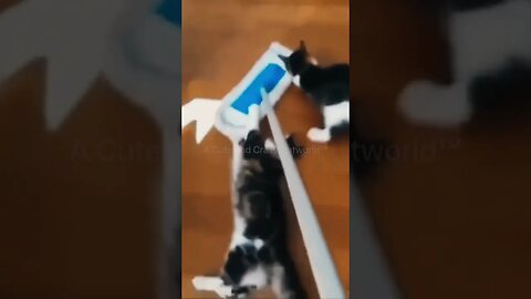 When Your Cats Take #MichaelJackson’s “Bad” Video TOO Literally! 😹 (#117) | Funny Cat Videos #Shorts