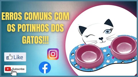 Comedouro para gatinhos, manutenção e quais os melhores que vc pode comprar!