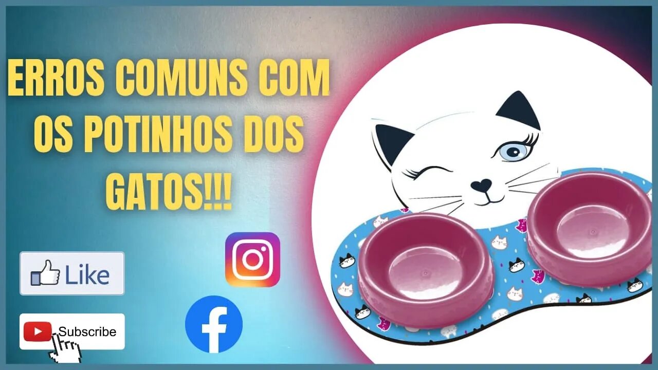 Comedouro para gatinhos, manutenção e quais os melhores que vc pode comprar!