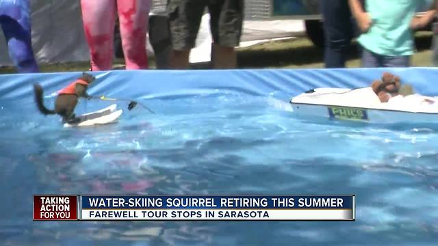'Twiggy' the water-skiing squirrel is hanging up her skis, making farewell tour stop in Sarasota