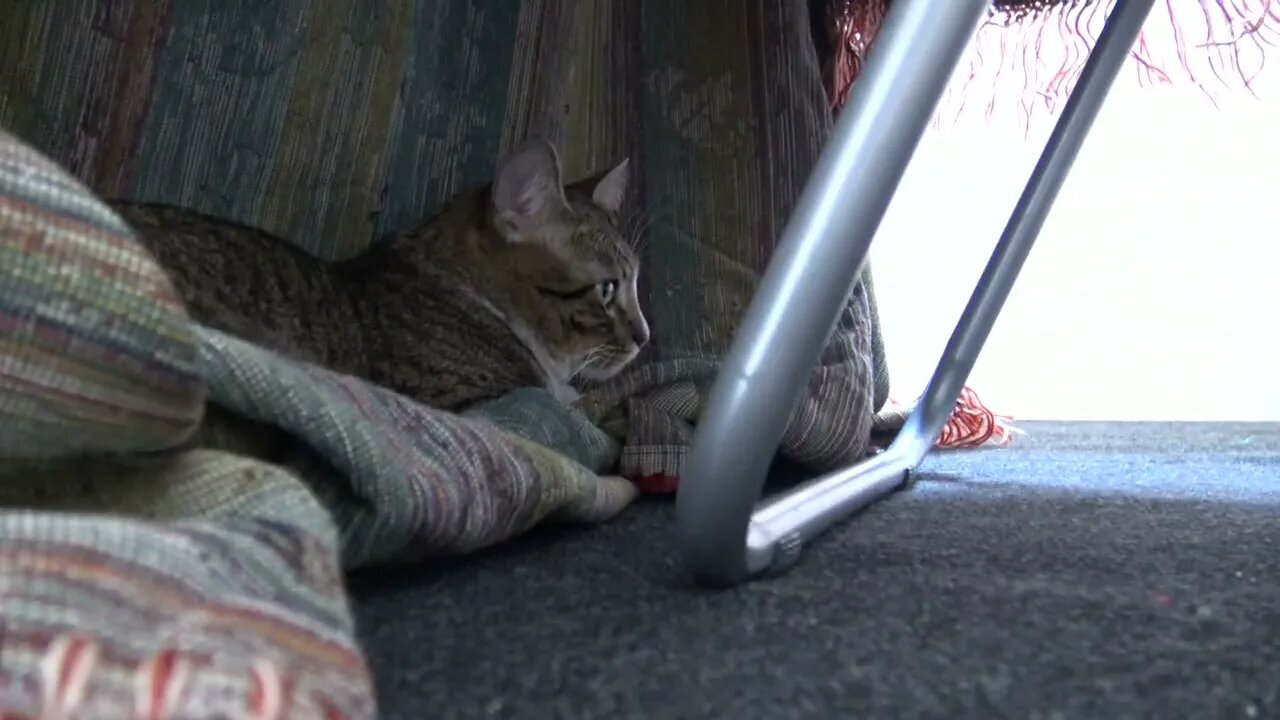 Tabby Cat Hid under the Table