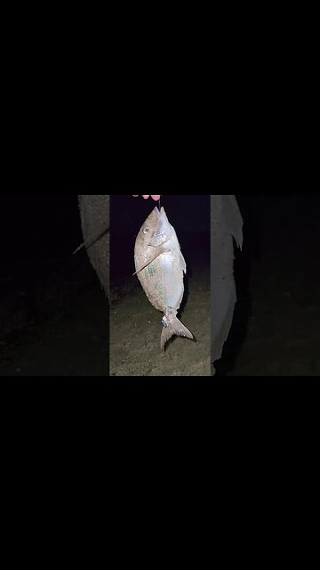 Nice Porgy like this all night!