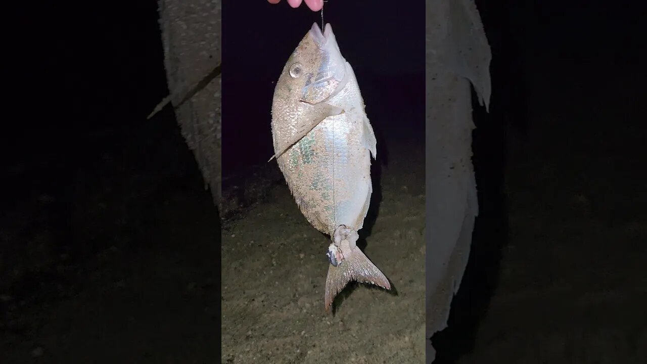 Nice Porgy like this all night!