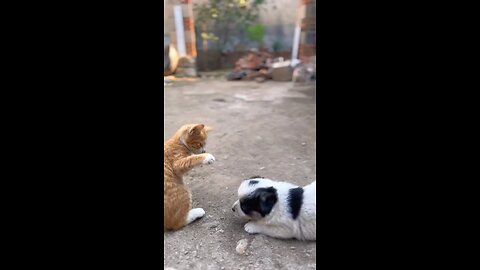 War Dog & Cat