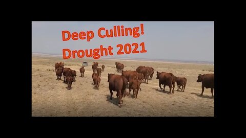 SELLING the Herd | Forced Pair Sales | Drought 2021
