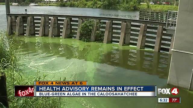 Blue green algae forming in the inland communities