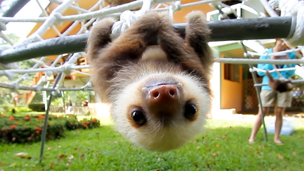 Baby Funny Sloths