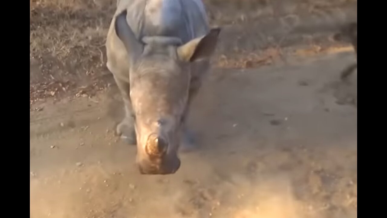 Rhino That Thinks It's A Goat