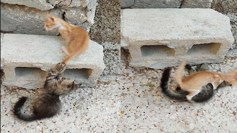Cute Cats naughty Fight Scene caught in camera