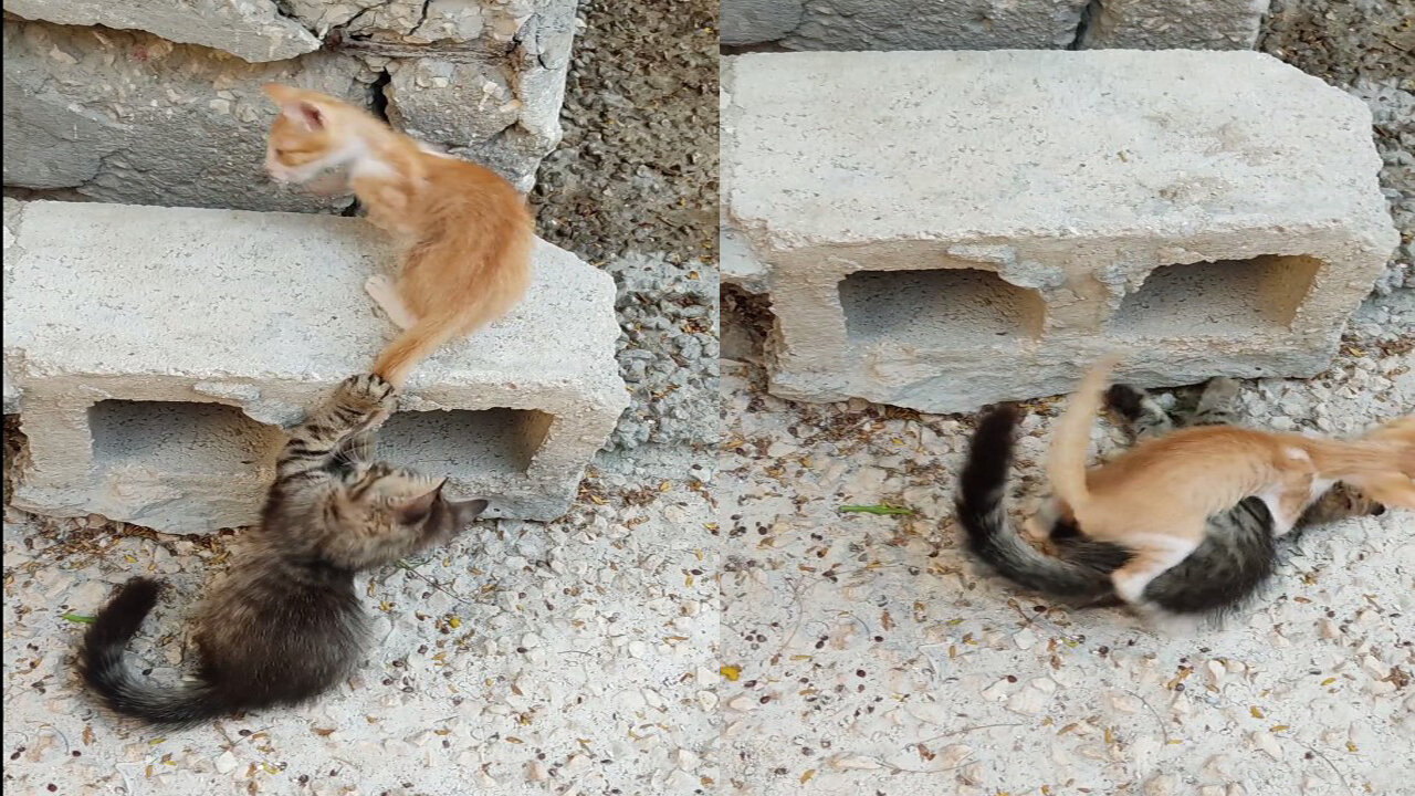 Cute Cats naughty Fight Scene caught in camera