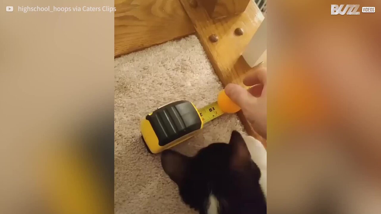 Gatinho se junta a rapazes para um truque!
