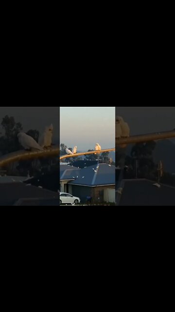 Have You Seen This Before! 😍#UbertainmentFun #Shorts #ytshorts #Dogs #Animals #Fun