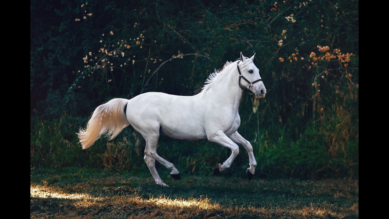 A woman riding a horse, walking fast, throws her into a basin of dirty water.