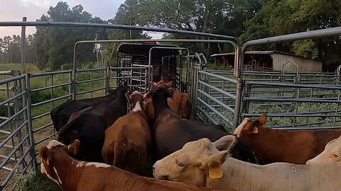 Hauling off cull cows & weaning calves