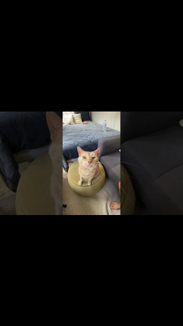 Cutest little cat meows